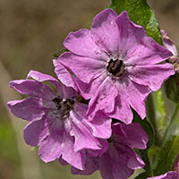 Microbotryum spec